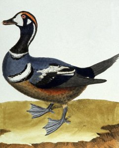 Halsbandente