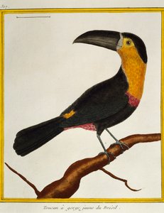 Dottertukan (Ramphastos vitellinus), aus Histoire naturelle des oiseaux von Francois Nicolas Martinet