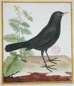 Männliche französische Amsel, aus 