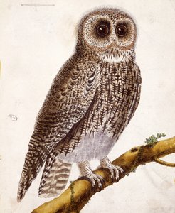Eule, aus 