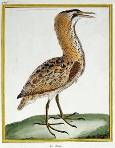 Wissenschaft. Zoologie. Rohrdommel. Gravur von Francois Nicolas Martinet in: Histoire naturelle des oiseaux, von Georges Louis Leclerc de Buffon, Frankreich, ca. 1777 von Francois Nicolas Martinet