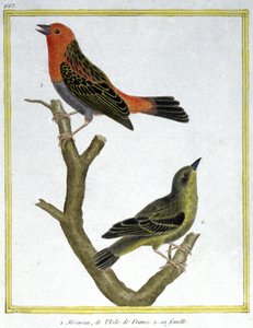 Wissenschaft. Zoologie. Haussperling von Ile de France. Gravur von Francois Nicolas Martinet in: Histoire naturelle des oiseaux, von Georges Louis Leclerc de Buffon, Frankreich, ca. 1777 von Francois Nicolas Martinet