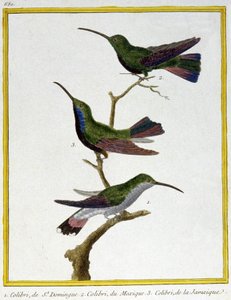 Wissenschaft. Zoologie. Kolibri von Santo Domingo, Mexiko und Jamaika. Gravur von Francois Nicolas Martinet in: Histoire naturelle des oiseaux, von Georges Louis Leclerc de Buffon, Frankreich, ca. 1777 von Francois Nicolas Martinet