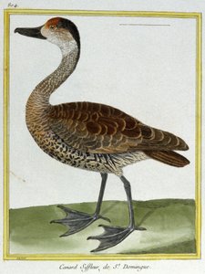 Wissenschaft. Zoologie. Pfeifente von Santo Domingo. Gravur von François Nicolas Martinet in: Histoire naturelle des oiseaux, von Georges Louis Leclerc de Buffon, Frankreich, ca. 1777 von Francois Nicolas Martinet