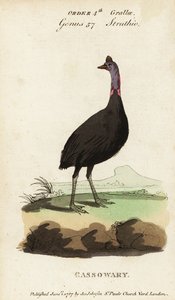 Südlicher Kasuar, Casuarius casuarius von Francois Nicolas Martinet