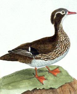 Die Krickente von Francois Nicolas Martinet
