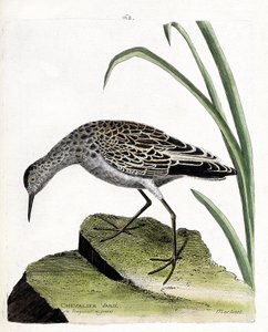 Zoologische Tafel (Ornithologie): Kampfläufer (Philomachus pugnax). Illustration in „Die Geschichte der Vögel, gemalt in ihren erscheinenden und empfindlichen Aspekten“ von Francois Nicolas Martinet (1731-1800). Private Sammlung