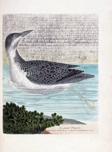 Zoologische Tafel (Ornithologie): Der Eistaucher (Eistaucher oder Gavia immer). Illustration in „Die Geschichte der Vögel, gemalt in ihren erscheinenden und empfindlichen Aspekten“ von Francois Nicolas Martinet (1731-1800). von Francois Nicolas Martinet