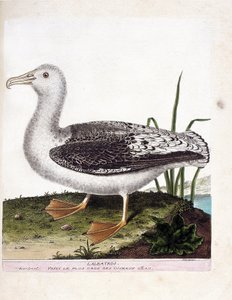 Zoologische Tafel (Ornithologie): Albatros (Heuler-Albatros oder Diomedea exulans). Illustration in „Die Geschichte der Vögel, gemalt in ihren erscheinenden und empfindlichen Aspekten“ von Francois Nicolas Martinet (1731-1800).