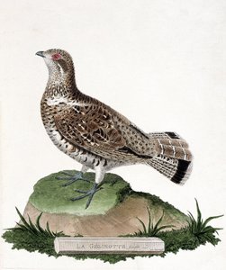 Zoologische Tafel (Ornithologie): Weibliche Haselhuhn (Bonasa bonasia). Illustration in „Die Geschichte der Vögel, gemalt in ihren erscheinenden und empfindlichen Aspekten“ von Francois Nicolas Martinet (1731-1800). Private Sammlung