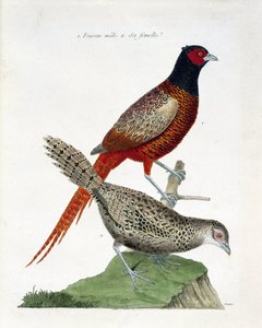 Zoologische Tafel (Ornithologie): Männlicher und weiblicher Fasan (Kolchidenfasan oder Phasianus colchicus). Illustration in „Die Geschichte der Vögel, gemalt in ihren erscheinenden und empfindlichen Aspekten“ von Francois Nicolas Martinet (1731-1800). Pri von Francois Nicolas Martinet