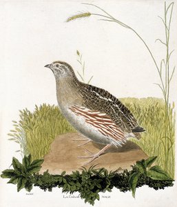 Zoologische Tafel (Ornithologie): Männliche Wachtel (Coturnix coturnix). Illustration in „Die Geschichte der Vögel“ von Francois Nicolas Martinet (1731-1800). Private Sammlung.