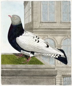 Zoologische Tafel (Ornithologie): Die römische Taube (Columba livia). Illustration in „Die Geschichte der Vögel, gemalt in ihren erscheinenden und empfindlichen Aspekten“ von Francois Nicolas Martinet (1731-1800). Private Sammlung von Francois Nicolas Martinet