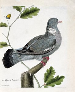 Zoologische Tafel (Ornithologie): Die Ringeltaube (Columba palumbus) auf einem Ast. Illustration in „Die Geschichte der Vögel, gemalt in ihren erscheinenden und empfindlichen Aspekten“ von Francois Nicolas Martinet (1731-1800). Private Sammlung. von Francois Nicolas Martinet