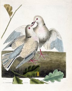 Zoologische Tafel (Ornithologie): Die Nackttaube (rosa und graue Taube oder Streptopelia roseogrisea). Illustration in „Die Geschichte der Vögel, gemalt in ihren erscheinenden und empfindlichen Aspekten“ von Francois Nicolas Martinet (1731-1800). von Francois Nicolas Martinet