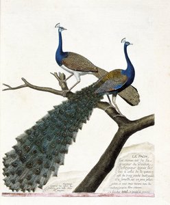 Zoologische Tafel (Ornithologie): Der Pfau (Blauer Pfau oder Pavo cristatus). Illustration in „Die Geschichte der Vögel, gemalt in ihren erscheinenden und empfindlichen Aspekten“ von Francois Nicolas Martinet (1731-1800). Private Sammlung
