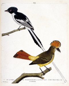 Zoologische Tafel (Ornithologie). Oben: Madagaskar-Schel (Madagaskar-Paradiesvogel oder Terpsiphone mutata). Unten: König der Fliegenschnäpper von Cayenne (Fliegenschnäpper oder Onychorhynchus coronatus). Illustration in „Die Geschichte der Vögel, gemalt i von Francois Nicolas Martinet
