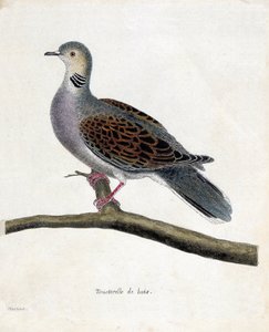 Zoologische Tafel (Ornithologie): Turteltaube (Streptopelia turtur) auf einem Ast. Illustration in „Die Geschichte der Vögel“ von Francois Nicolas Martinet (1731-1800). Private Sammlung. von Francois Nicolas Martinet
