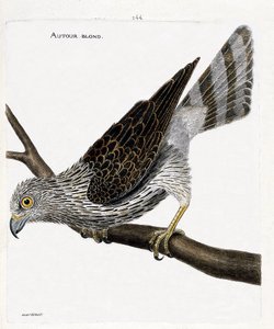 Zoologische Tafel (Ornithologie): Der Habicht (Habicht oder Accipiter gentilis) auf einem Ast. Illustration in „Die Geschichte der Vögel, gemalt in ihren erscheinenden und empfindlichen Aspekten“ von Francois Nicolas Martinet (1731-1800). von Francois Nicolas Martinet