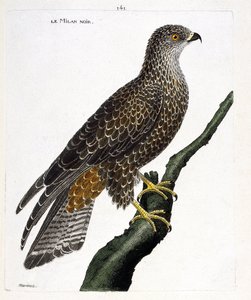 Zoologische Tafel (Ornithologie): Schwarzer Milan (Milvus migrans) auf einem Ast. Illustration in „Die Geschichte der Vögel, gemalt in ihren erscheinenden und empfindlichen Aspekten“ von Francois Nicolas Martinet (1731-1800). Private Sammlung. von Francois Nicolas Martinet