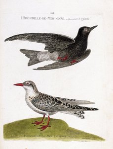 Zoologische Tafel (Ornithologie): Schwarze Seeschwalbe (Chlidonias niger) im Flug und gefleckte Seeschwalbe (Chlidonias hybrida). Illustration in „Die Geschichte der Vögel, gemalt in ihren erscheinenden und empfindlichen Aspekten“ von Francois Nicolas Mart