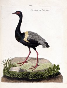 Zoologische Tafel (Ornithologie): Der Trompetervogel (Psophia crepitans). Illustration in „Die Geschichte der Vögel, gemalt in ihren erscheinenden und empfindlichen Aspekten“ von Francois Nicolas Martinet (1731-1800). Private Sammlung.