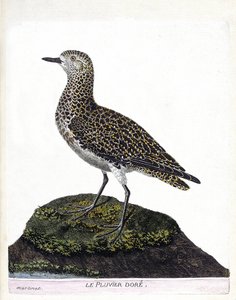 Zoologische Tafel (Ornithologie): Der Helmkasuar (Kasuar oder Casuarius casuarius). Illustration in „Die Geschichte der Vögel, gemalt in ihren erscheinenden und empfindlichen Aspekten“ von Francois Nicolas Martinet (1731-1800).