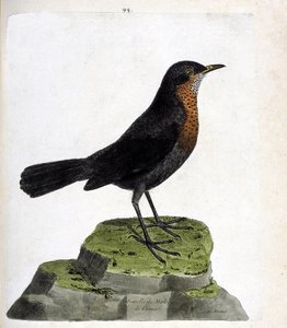 Zoologische Tafel (Ornithologie): Weibliche Amsel (Turdus merula). Illustration in „Die Geschichte der Vögel“ von Francois Nicolas Martinet (1731-1800). Private Sammlung.