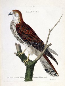 Zoologische Tafel (Ornithologie): weiblicher Turmfalke (Turmfalke oder Falco tinnunculus) auf einem Ast. Illustration in „Die Geschichte der Vögel, gemalt in ihren erscheinenden und empfindlichen Aspekten“ von Francois Nicolas Martinet (1731-1800). Private