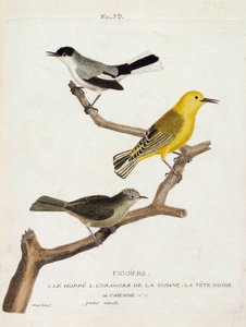 Zoologische Tafel (Ornithologie): Feigenvögel. Von unten nach oben: der Wiedehopf (Kalifornischer Fliegenschnäpper oder Polioptila californica), der Orangenwaldsänger (Orangenwaldsänger oder Protonotaria citrea) und der Schwarzkopf von Cayenne (Tropischer von Francois Nicolas Martinet