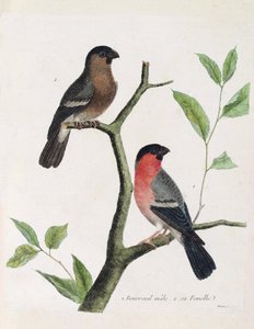 Zoologische Tafel (Ornithologie): von unten nach oben: männlicher und weiblicher Gimpel auf einem Ast. Illustration in „Die Geschichte der Vögel, gemalt in ihren erscheinenden und empfindlichen Aspekten“ von Francois Nicolas Martinet von Francois Nicolas Martinet