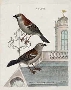 Zoologische Tafel (Ornithologie): von oben nach unten: Spatz und Weibchen des Spatzes von Frankreich (Haussperling oder Pass domesticus). Illustration in „Die Geschichte der Vögel, gemalt in ihrem Erscheinungsbild und empfindlichen Aspekten“ von Francois von Francois Nicolas Martinet