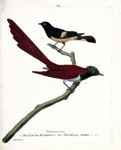 Zoologische Tafel (Ornithologie): Fliegenschnäpper von der Insel Bourbon (Shama de Madagascar oder Copsychus albospecularis) und Fliegenschnäpper aus Senegal (Tchitrec de Paradis oder Terpsiphone paradisi). Illustration in „Die Geschichte der Vögel, gemalt von Francois Nicolas Martinet