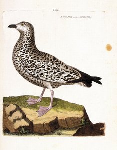 Zoologische Tafel (Ornithologie): Möwe (Larus sp). Illustration in „Die Geschichte der Vögel, gemalt in ihren erscheinenden und empfindlichen Aspekten“ von Francois Nicolas Martinet (1731-1800). Private Sammlung