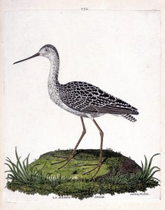 Zoologische Tafel (Ornithologie): Pfuhlschnepfe (Limosa lapponica). Illustration in „Die Geschichte der Vögel, gemalt in ihren erscheinenden und empfindlichen Aspekten“ von Francois Nicolas Martinet (1731-1800). Private Sammlung