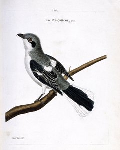 Zoologische Tafel (Ornithologie): Grauer Würger (Grauer Würger oder Lanius excubitor) auf einem Ast. Illustration in „Die Geschichte der Vögel, gemalt in ihren erscheinenden und empfindlichen Aspekten“ von Francois Nicolas Martinet (1731-1800).