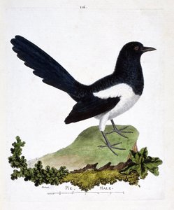Zoologische Tafel (Ornithologie): Männliche Elster oder Schwatzelster (Pica pica). Illustration in „Die Geschichte der Vögel, gemalt in ihren erscheinenden und empfindlichen Aspekten“ von Francois Nicolas Martinet (1731-1800).
