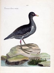 Zoologische Tafel (Ornithologie): Das Teichhuhn (Gallinula chloropus). Illustration in „Die Geschichte der Vögel, gemalt in ihren erscheinenden und empfindlichen Aspekten“ von Francois Nicolas Martinet (1731-1800). Private Sammlung. von Francois Nicolas Martinet