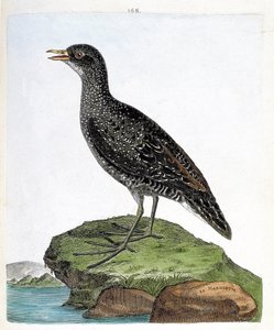 Zoologische Tafel (Ornithologie): Marouette (Porzana porzana). Illustration in „Die Geschichte der Vögel“ von Francois Nicolas Martinet (1731-1800). Private Sammlung. von Francois Nicolas Martinet