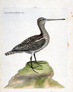 Zoologische Tafel (Ornithologie): Alter männlicher Bekassine (Sumpfbekassine oder Gallinago gallinago). Illustration in „Die Geschichte der Vögel, gemalt in ihren erscheinenden und empfindlichen Aspekten“ von Francois Nicolas Martinet (1731-1800). Private 