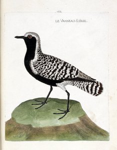 Zoologische Tafel (Ornithologie): Der Silberregenpfeifer (Pluvialis squatarola). Illustration in „Die Geschichte der Vögel, gemalt in ihren erscheinenden und empfindlichen Aspekten“ von Francois Nicolas Martinet (1731-1800). Private Sammlung.