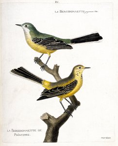 Zoologische Tafel (Ornithologie): Die Bachstelze und die Frühlingsbachstelze (Frühlingsbachstelze oder Motacilla flava) auf einem Ast. Illustration in „Die Geschichte der Vögel, gemalt in ihren erscheinenden und empfindlichen Aspekten“ von Francois Nicolas von Francois Nicolas Martinet