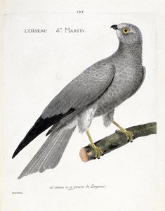 Zoologische Tafel (Ornithologie): der Vogel Sankt Martin (Weißer Weihen oder Circus cyaneus) auf einem Ast. Illustration in „Die Geschichte der Vögel, gemalt in ihren erscheinenden und empfindlichen Aspekten“ von Francois Nicolas Martinet (1731-1800). Priv