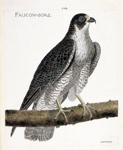 Zoologische Tafel (Ornithologie): Der Wanderfalke (Falco peregrinus) auf einem Ast. Illustration in „Die Geschichte der Vögel, gemalt in ihren erscheinenden und empfindlichen Aspekten“ von Francois Nicolas Martinet (1731-1800). Private Sammlung.