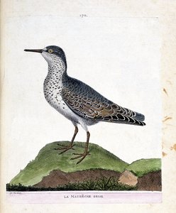 Zoologische Tafel (Ornithologie): Der Graue Strandläufer (Purpurstrandläufer oder Calidris maritima). Illustration in „Die Geschichte der Vögel, gemalt in ihren erscheinenden und empfindlichen Aspekten“ von Francois Nicolas Martinet (1731-1800).