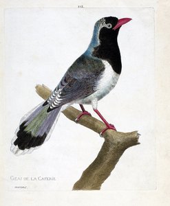 Zoologische Tafel (Ornithologie): Die Kaffeeschmiede (Rotbeakige Pirolla oder Urocissa erythrorhyncha). Illustration in „Die Geschichte der Vögel, gemalt in ihren erscheinenden und empfindlichen Aspekten“ von Francois Nicolas Martinet (1731-1800). Private 