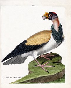 Zoologische Tafel (Ornithologie): Der König der Geier (Sarcoramph-König oder Sarcoramphus papa). Illustration in „Die Geschichte der Vögel, gemalt in ihren erscheinenden und empfindlichen Aspekten“ von Francois Nicolas Martinet (1731-1800). von Francois Nicolas Martinet