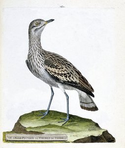 Zoologische Tafel (Ornithologie): Der große Regenpfeifer oder Krähe (Oedicneme criard oder Burhinus oedicnemus). Illustration in „Die Geschichte der Vögel, gemalt in ihren erscheinenden und empfindlichen Aspekten“ von Francois Nicolas Martinet (1731-1800).