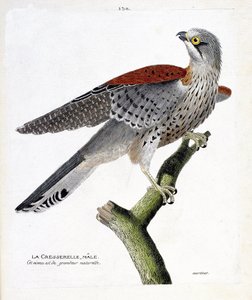 Zoologische Tafel (Ornithologie): der männliche Turmfalke (Turmfalke oder Falco tinnunculus) auf einem Ast. Illustration in „Die Geschichte der Vögel, gemalt in ihren erscheinenden und empfindlichen Aspekten“ von Francois Nicolas Martinet (1731-1800). Priv