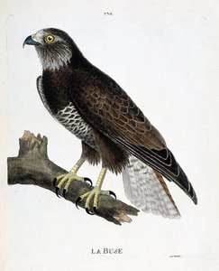 Zoologische Tafel (Ornithologie): Der Mäusebussard (Buteo buteo) auf einem Ast. Illustration in „Die Geschichte der Vögel, gemalt in ihren erscheinenden und empfindlichen Aspekten“ von Francois Nicolas Martinet (1731-1800). Private Sammlung. von Francois Nicolas Martinet